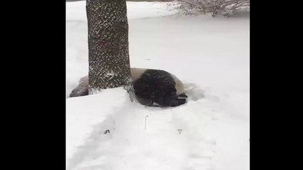 باندا يستمتع بالثلج روعة un panda découvre la neige mignion