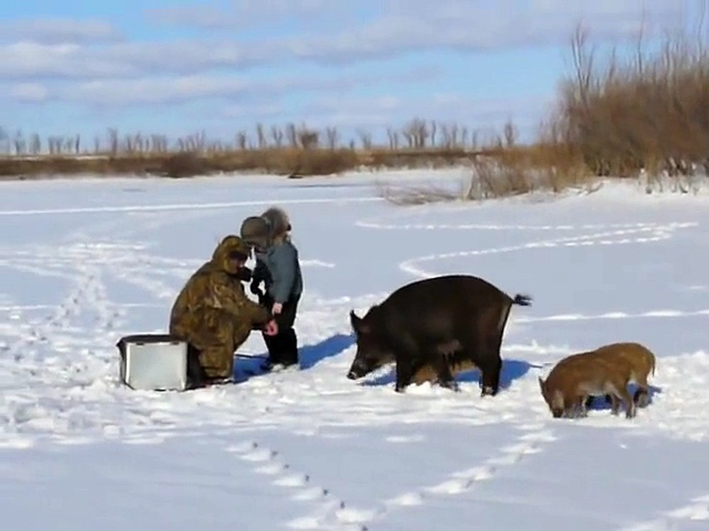 ⁣Ничего себе! Дикие кабаны пришли к рыбакам перекусить