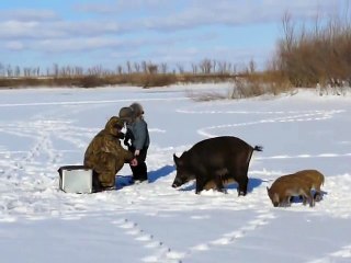Ничего себе! Дикие кабаны пришли к рыбакам перекусить