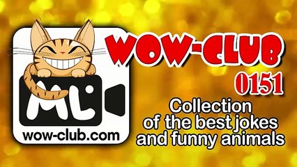 The Best Jokes and Funny Animals Compilation WOW-club #0151 (FULL HD)