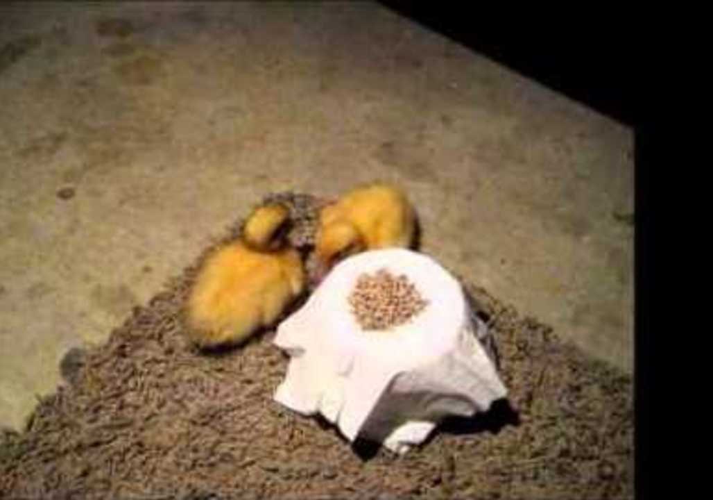 Adorable Ducklings' First Date