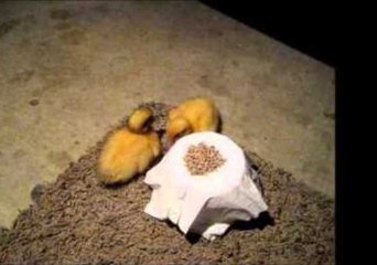 Adorable Ducklings' First Date