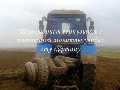 Какой УЖАС! Гигантская змея в Казахстане