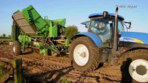 New Holland T7050 & AVR Accent aardappelen rooien