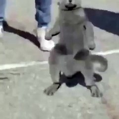 Cat and boys dancing together