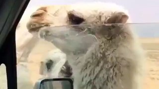 Idiot closed the car window on camel lips