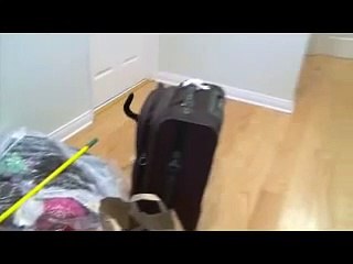 Slow Motion Classic cat fight