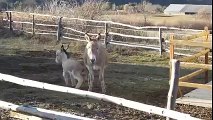 Donkey Kicking Mom