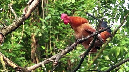 Как говорят животные Мультфильм для самых маленьких