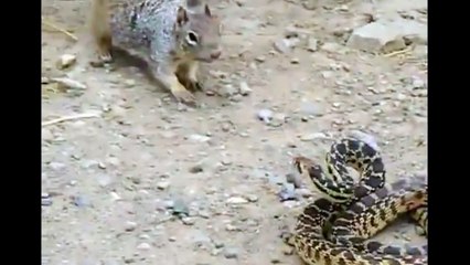BRUTAL FIGHT Squirrel vs Snake WTF