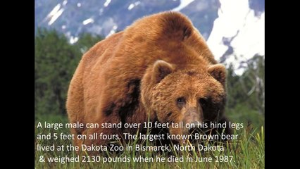 10 BIGGEST ANIMALS ON EARTH