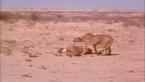 Bushmen Have No Fear As They Run Up On two Cheetahs  Steal Their Food! Cheetahs Back Down