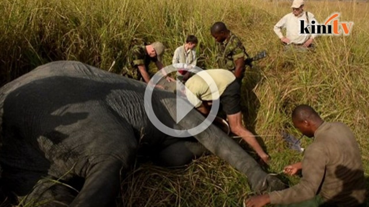 Curi gading melampau, taman negara dikawal ketat