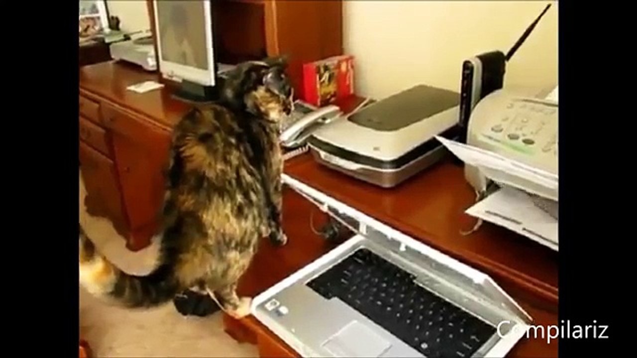 Cats vs Printers