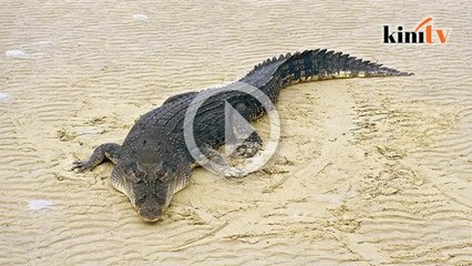 Video: Penduduk gempar, buaya di halaman rumah