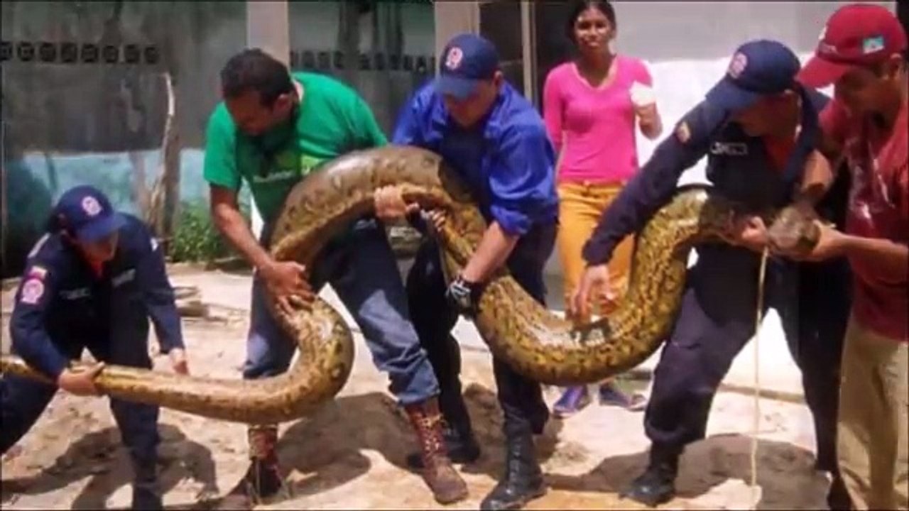 Giant Anaconda - Part 23