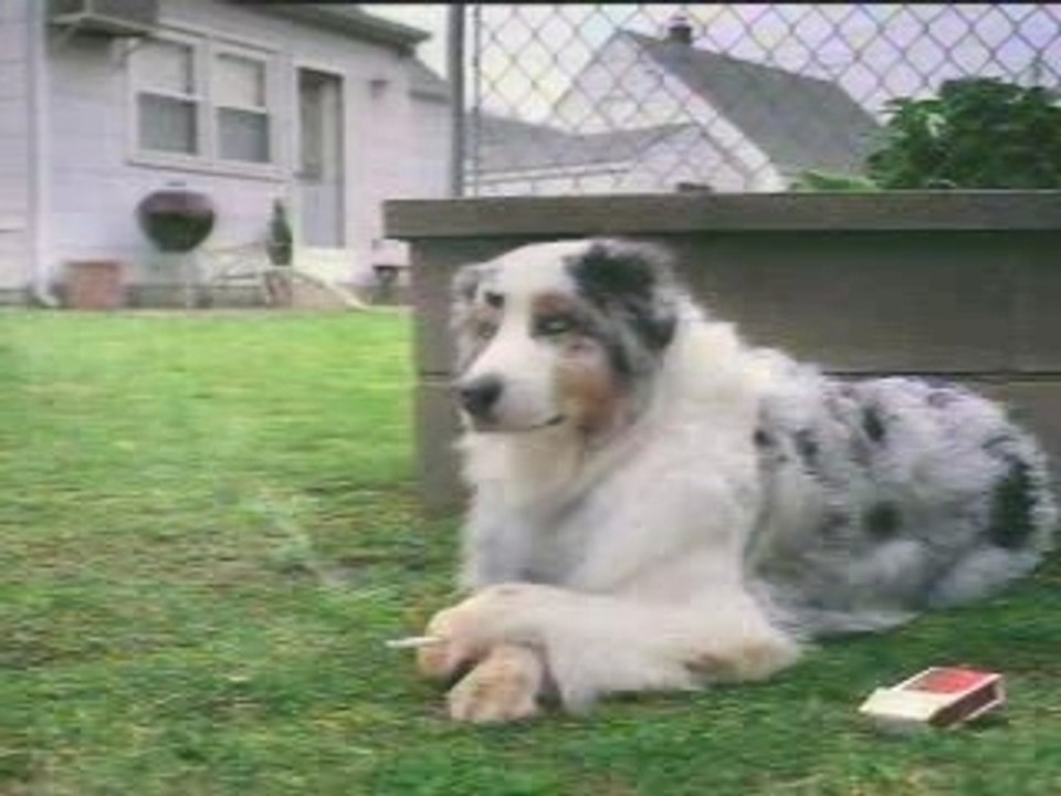 DOG___SMOKE