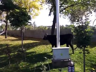 Kurbanlıklar ortalığı bir birine kattı