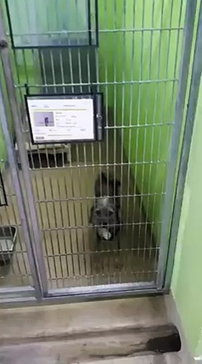 Dans un refuge, une chienne fait la chose la plus attendrissante et mignonne imaginable, afin d'être adoptée.