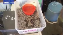 A snake with two heads has been born in Wodonga, Victoria