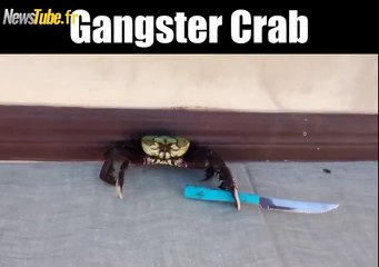 Crabe saisit un couteau et devient un gangster !