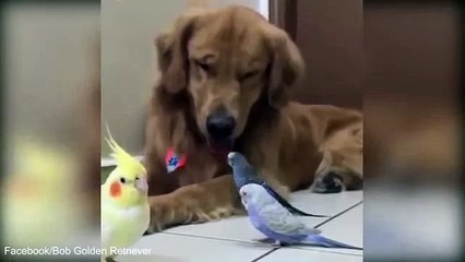 Bob Golden Retriever é o melhor amigo de 8 pássaros e um hamster - friendliest dog in the world