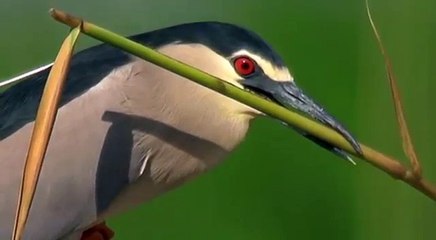 Black-crowned night heron. Scales of Themis. Кваква. Весы Фемиды. Nycticorax nycticorax.