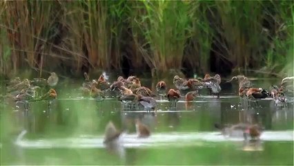Black-tailed godwit. Большой веретенник. Limosa limosa