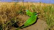 Blue-cheeked Bee-eater. Azerbajjan. Щурки зелёные. Merops persicus