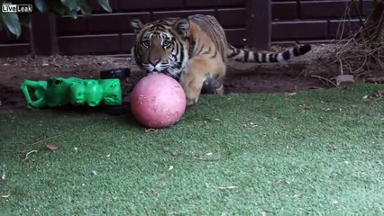 Собаки защищают хозяина от тигра!