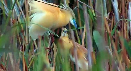 Цапля желтая. Squacco Heron. Ardeola ralloides. Брачные танцы. Courtship dances.
