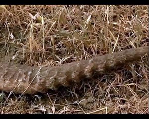 Шакал и джейран. Jackal and gazelle. Азербайджан.