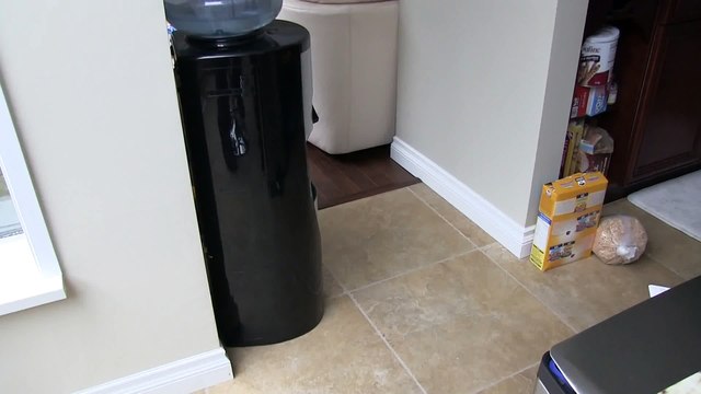 Talkative Bengal Cats Rocket & Rumble Linus Cat Tips