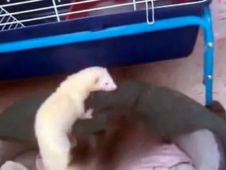 Шустрый хорек играет с котенком