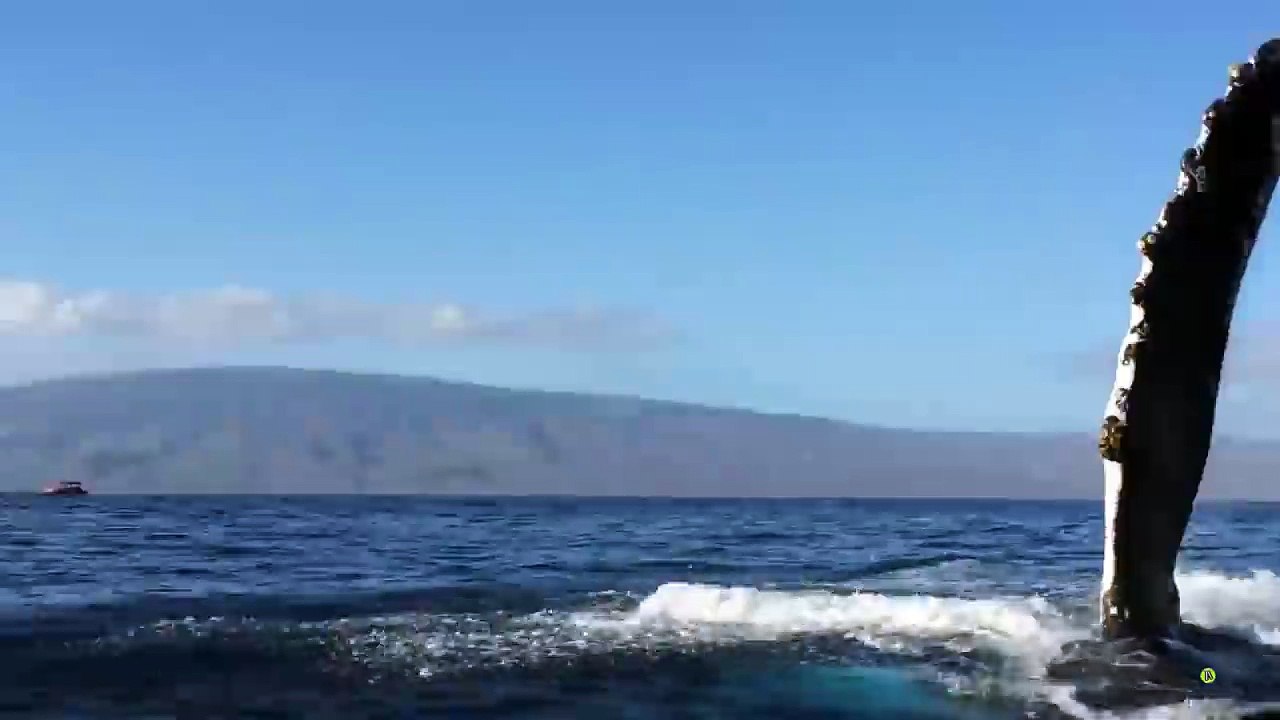 Whale Rams Boat Full of Whalewatchers