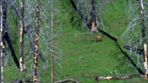 Grizzly Mother Bear Chases Down Elk - Most Shocking Kill
