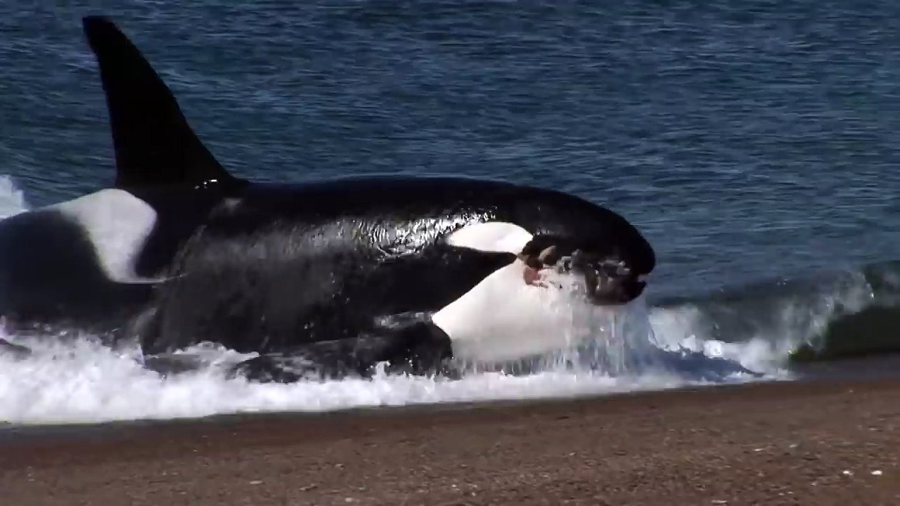Killer Whale Surprise Beach Attack (Warning Graphic Violence)