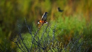 Соловей тугайный. Rufous Bush Robin. Cercotrichas galactotes.