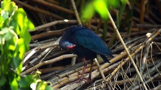 Султанка. Purple Swamphen. Bird-hand. Bird-clown. Porphyrio porphyrio.