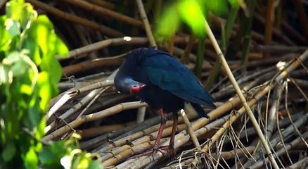 Султанка. Purple Swamphen. Bird-hand. Bird-clown. Porphyrio porphyrio.