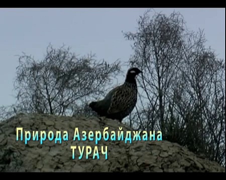 Турач. Природа Азербайджана.