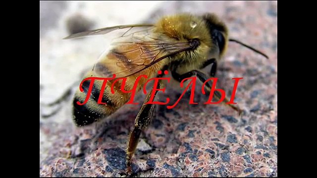 Всё что нужно знать про пчёл. Развивающий мультик про пчёл для детей до 3 лет