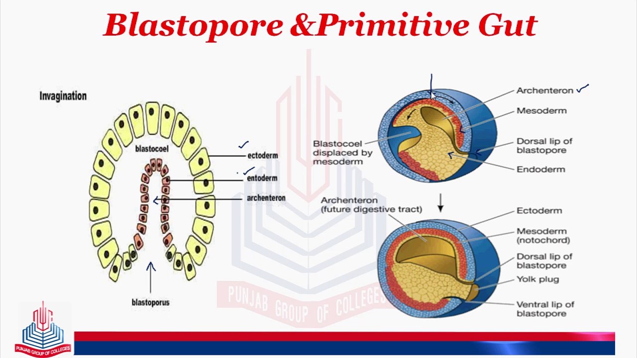 Blastropore & Primitive Gut , Neurula & Neurulation