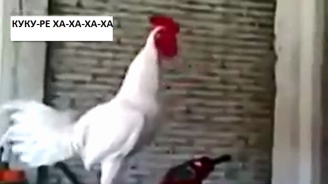 ВИДЕО Петух угарает , чуть не умер от смеха )) - видео-