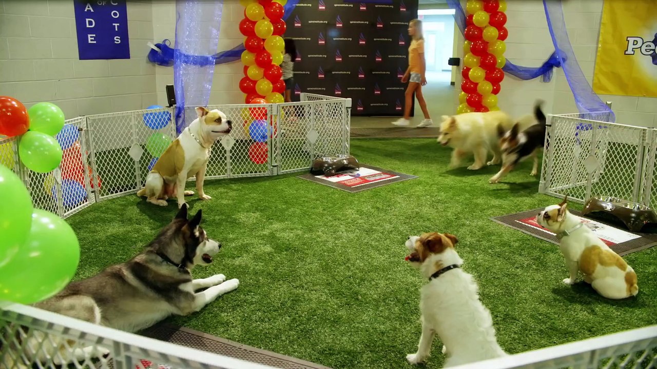 PUPS UNITED