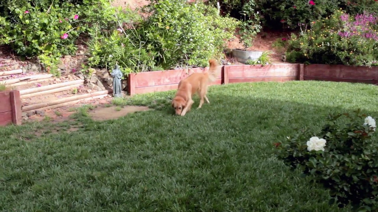 ARMY DOG