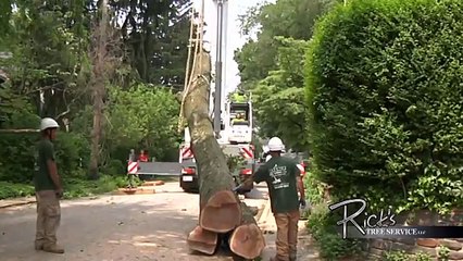 tree lopping