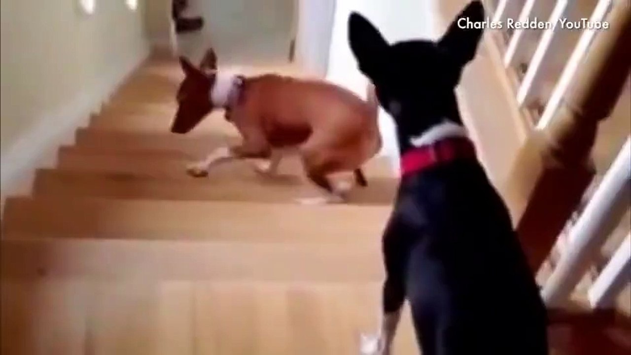 Chiens VS escaliers - Compilation hilarante