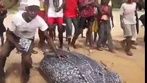 Libérer une tortue géante - Moment magique