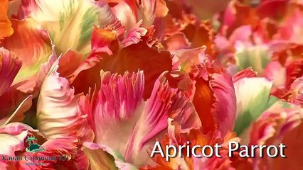 Голландские тюльпаны  Фантастическая красота  Поля тюльпанов